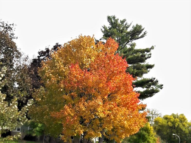 A close up of a treeDescription generated with very high confidence