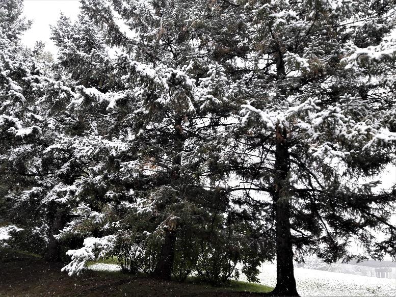A tree in a forestDescription generated with very high confidence