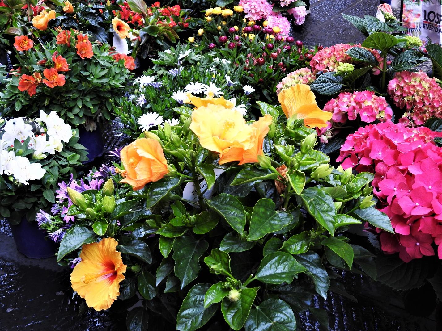 A close up of a flower gardenDescription automatically generated