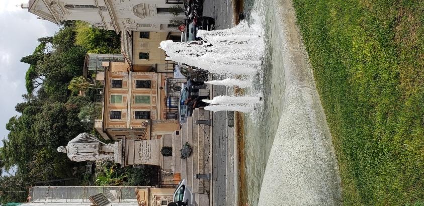 A picture containing tree, outdoorDescription automatically generated