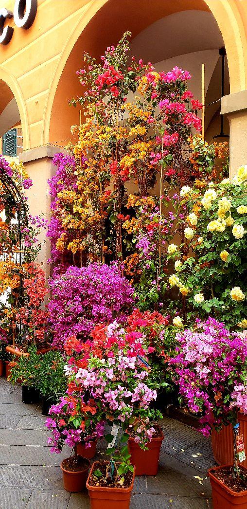 A picture containing flower, outdoor, plant, pinkDescription automatically generated