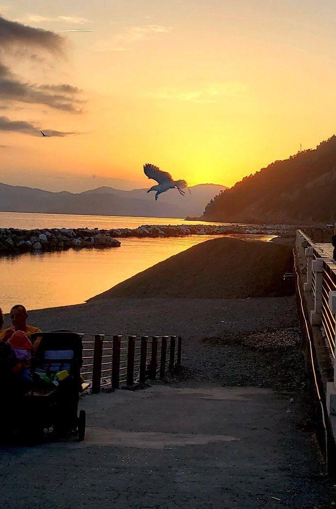 A bird flying over a beachDescription automatically generated with medium confidence