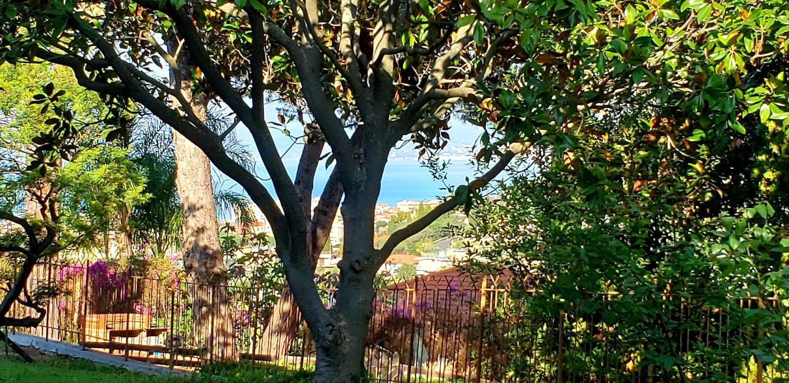 A picture containing tree, outdoor, grass, plantDescription automatically generated
