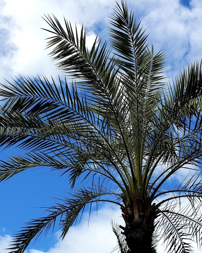 A picture containing tree, sky, palm, outdoorDescription automatically generated