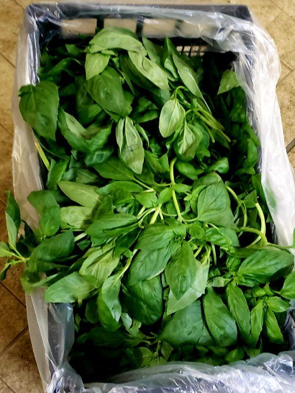 A picture containing spinach, leaf vegetable, plant, herbDescription automatically generated