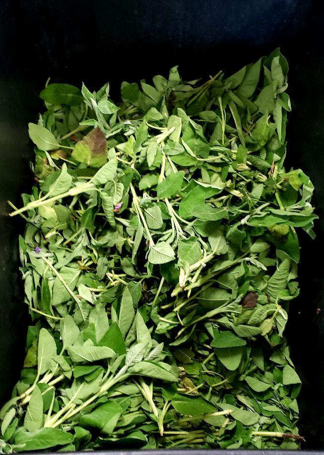 A pile of green leavesDescription automatically generated with low confidence