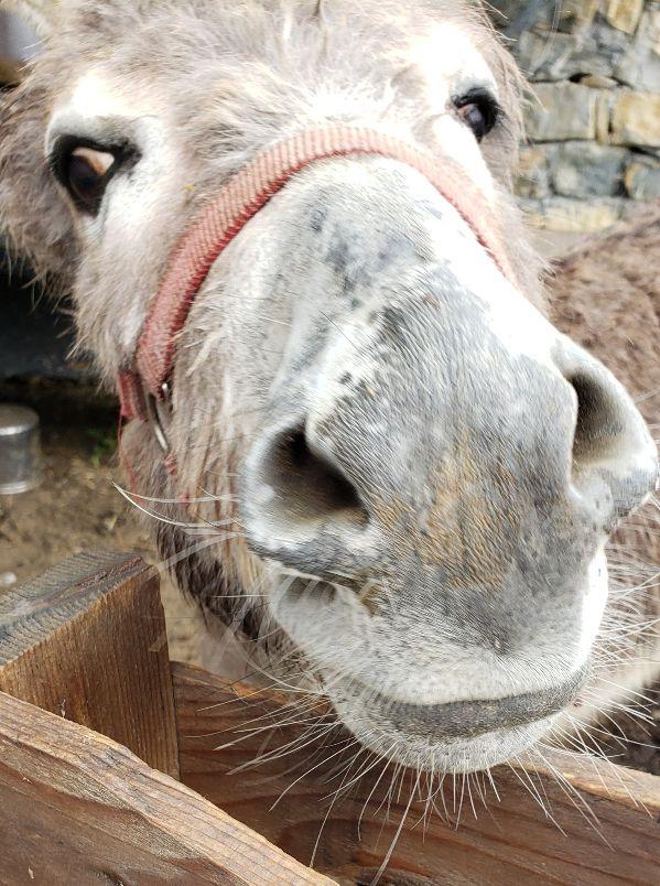 A donkey with a pink halterDescription automatically generated with low confidence