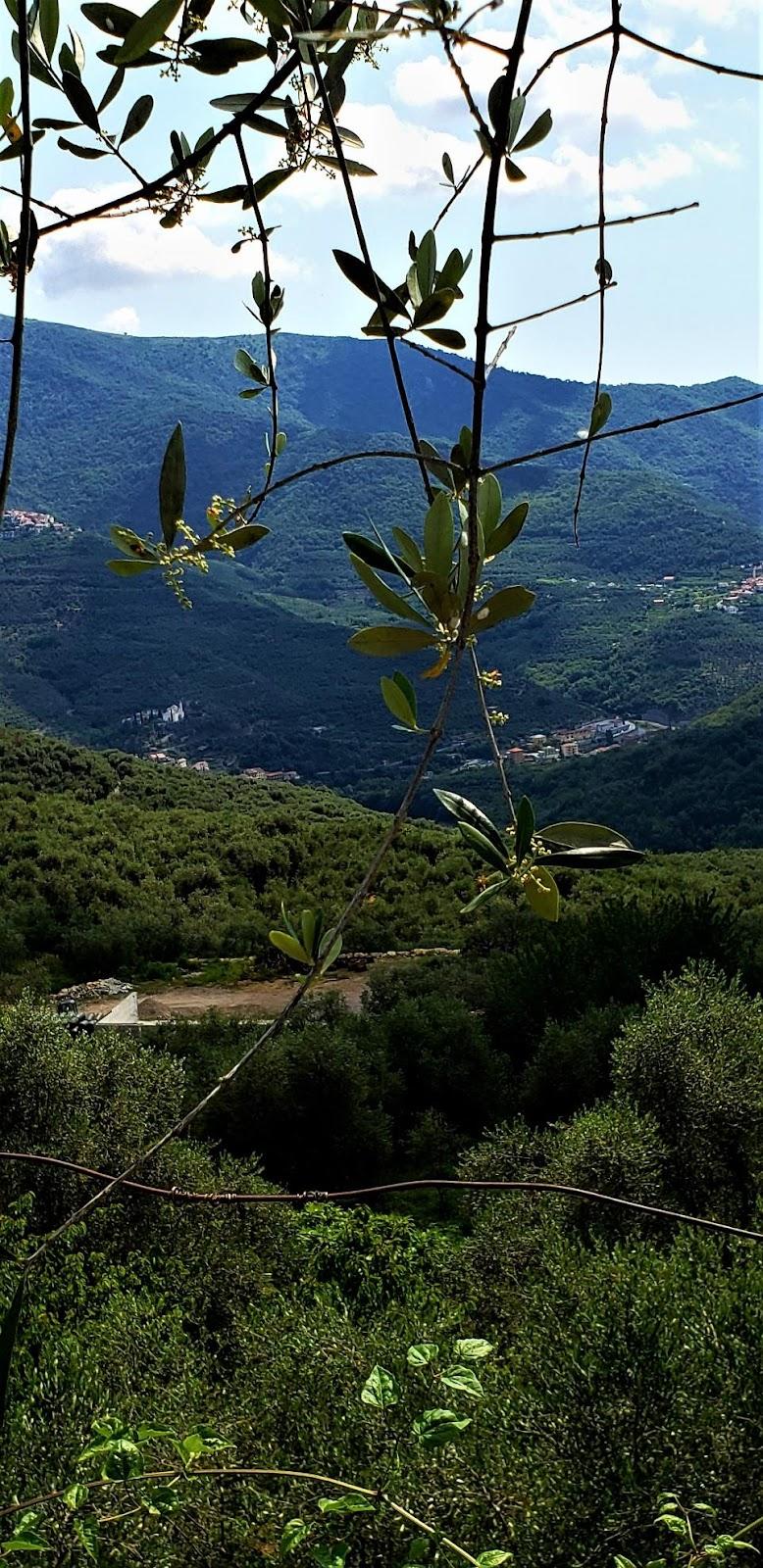 A picture containing outdoor, tree, mountain, skyDescription automatically generated