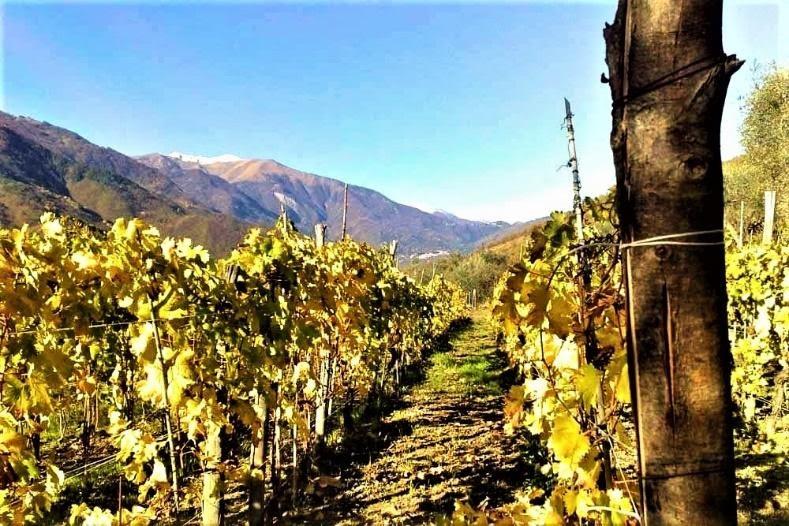 A vineyard with mountains in the backgroundDescription automatically generated with low confidence