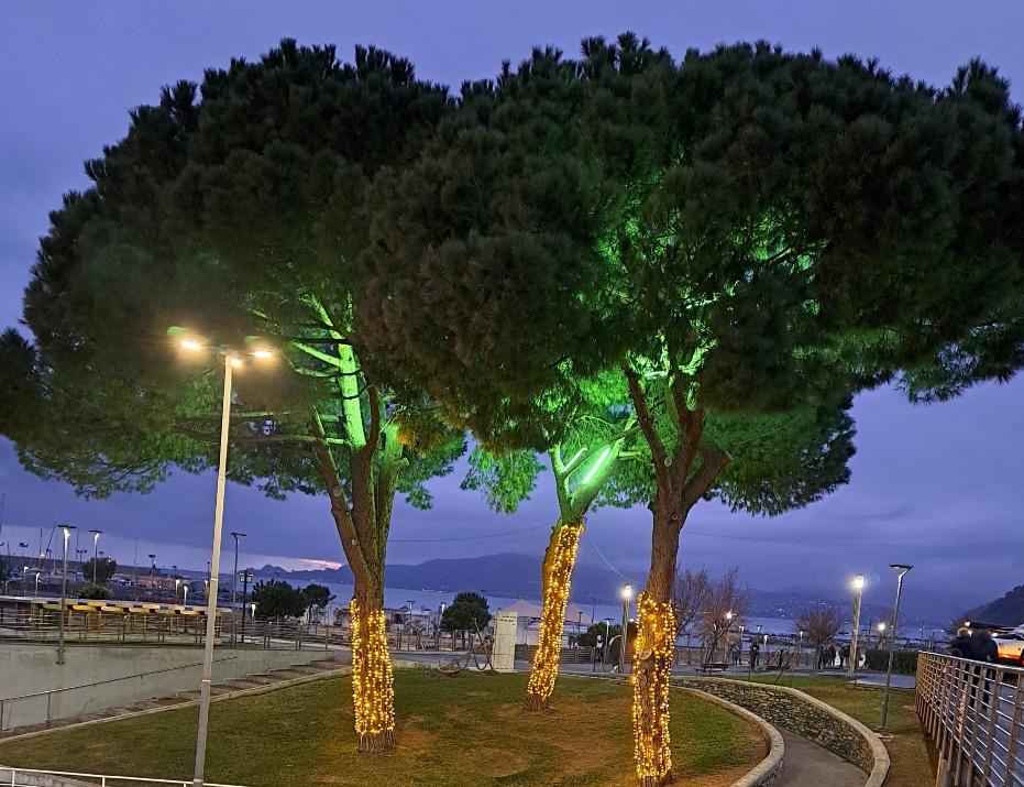A group of trees with lightsDescription automatically generated