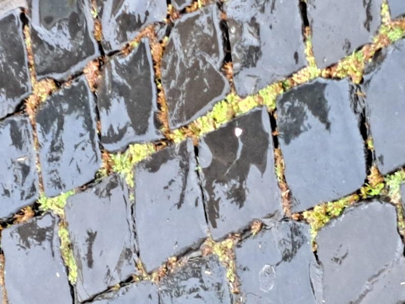 Wet stone pavement with grass growing on itDescription automatically generated