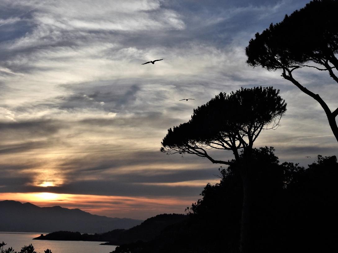A silhouette of trees and a sunsetAI-generated content may be incorrect.
