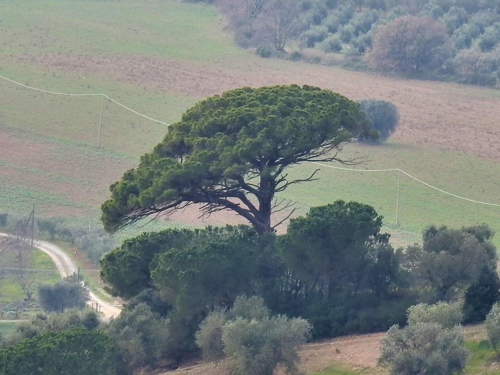 A large green field

Description generated with very high confidence