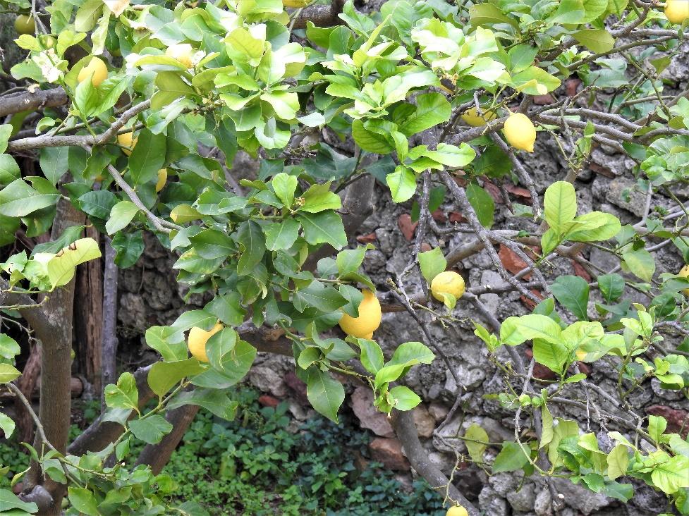 A close up of a tree

Description generated with very high confidence